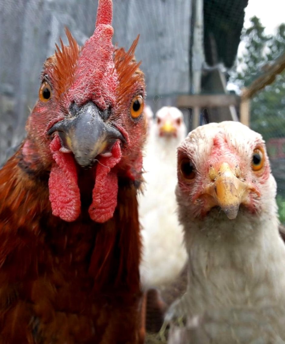 Тупая курица