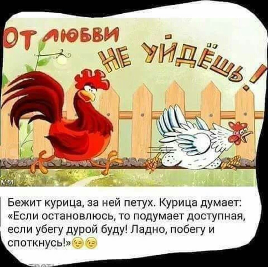 Анекдот про курицу и петуха