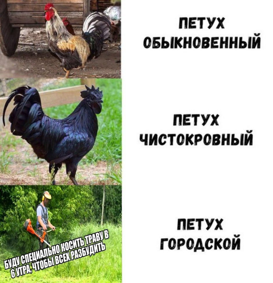 Петух мемы