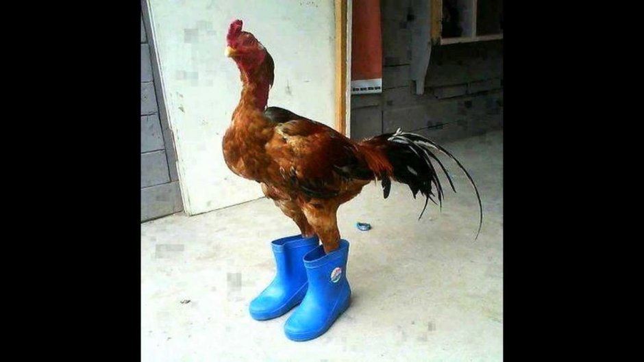 Ободранный петух