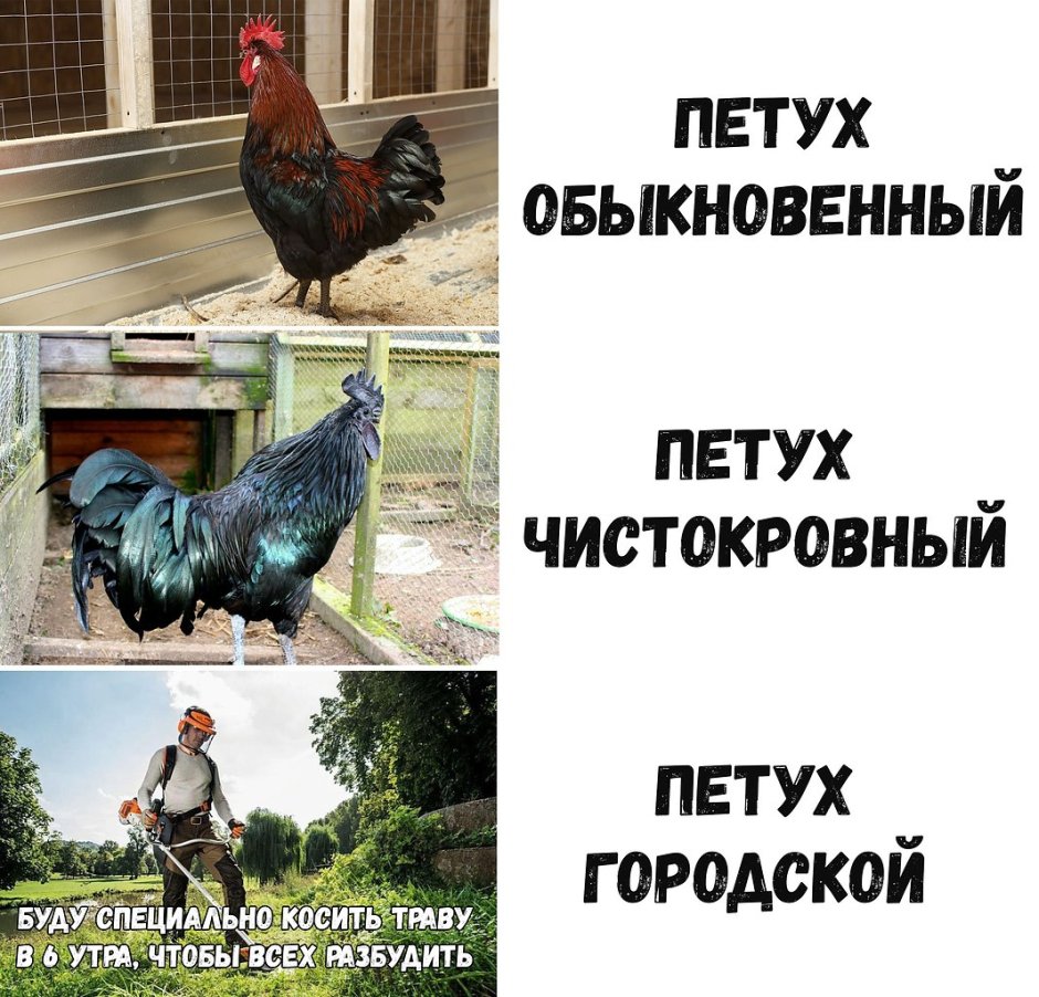 Шутки про петухов