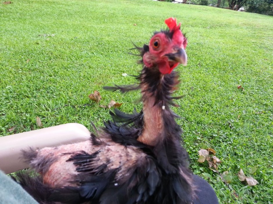 Общипанный петух