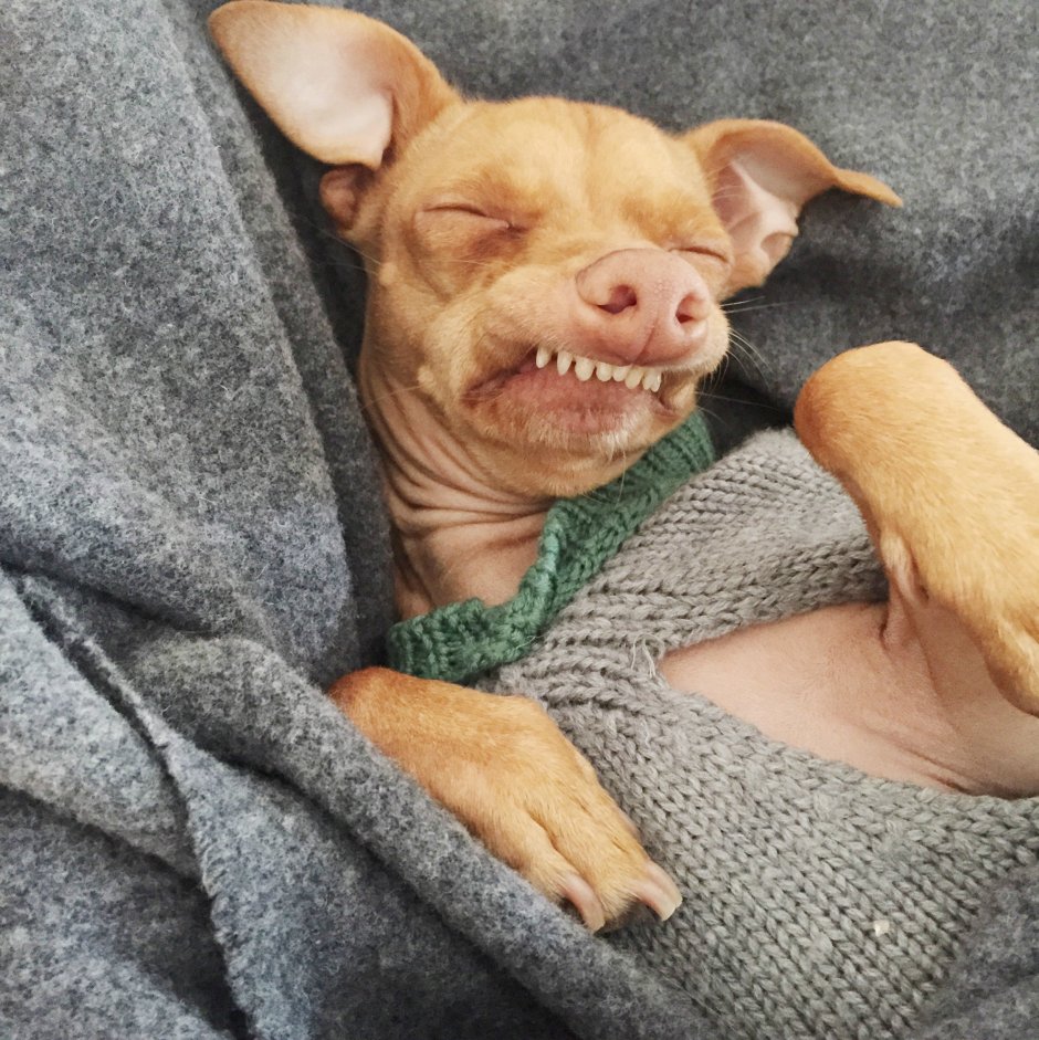 Пес тунец