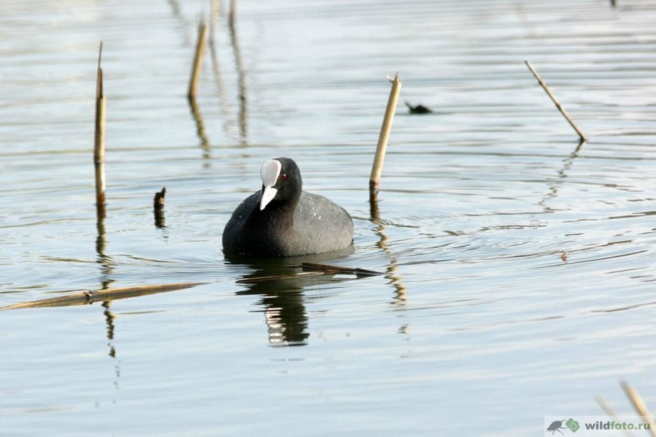 Водоплавающие птицы Ленинградской области лысуха