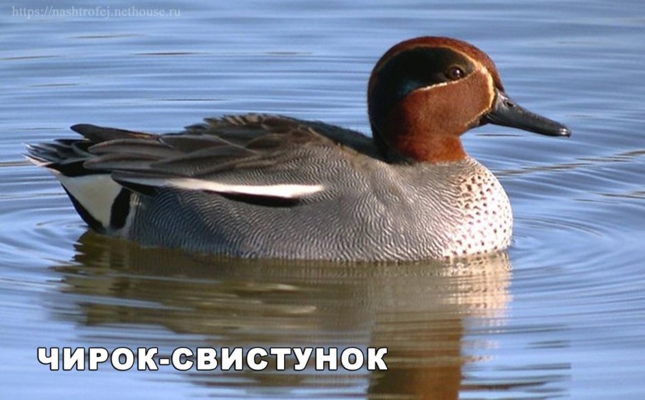 Цапли в Татарстане