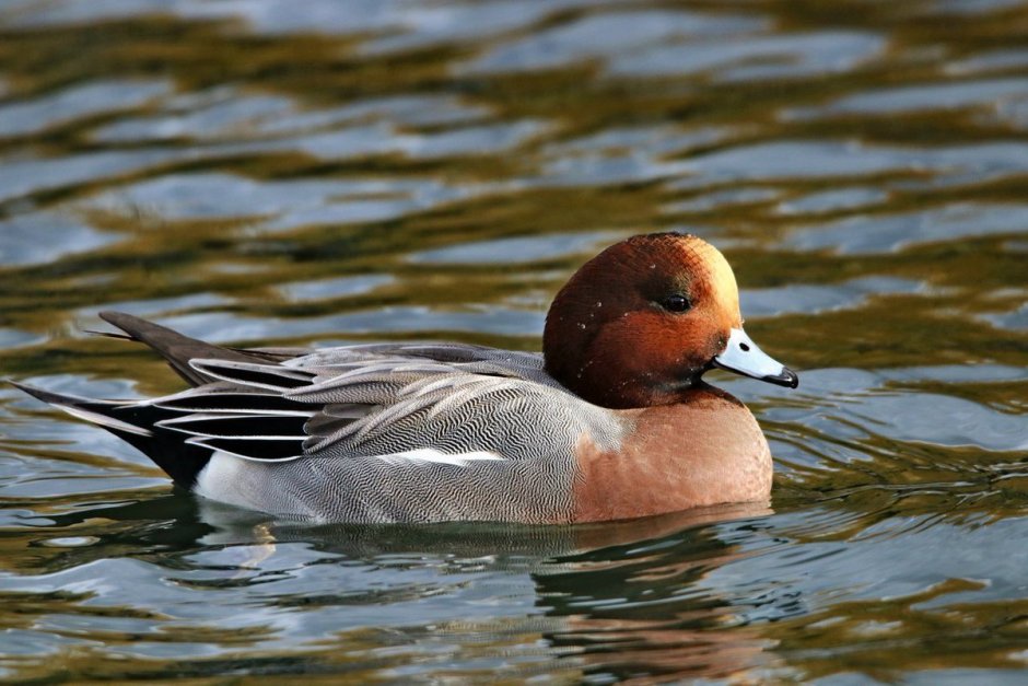 Черношейная поганка Podiceps nigricollis