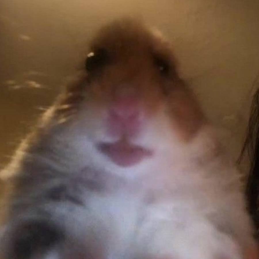 Степан хомяков