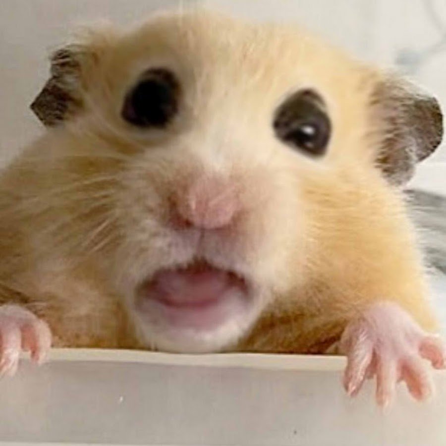 Хомяки видео