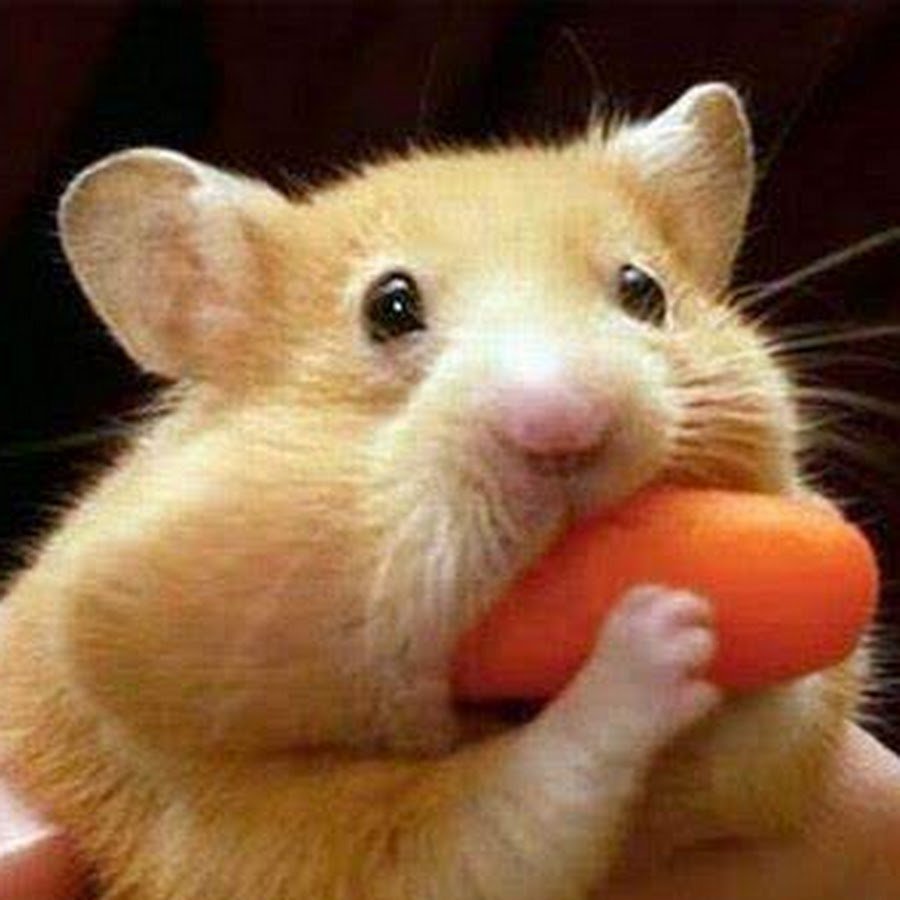 Хомяк с набитыми щеками