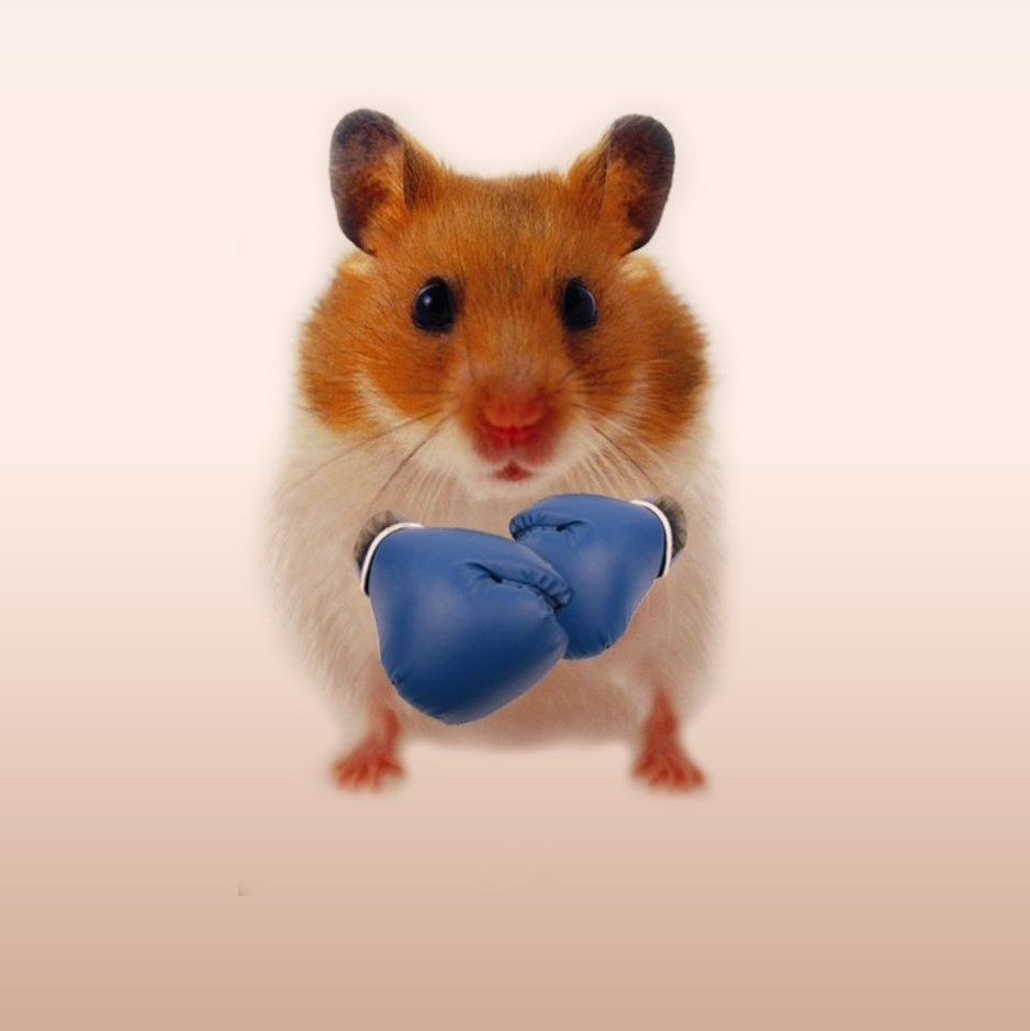 Хомяк в боксерских перчатках