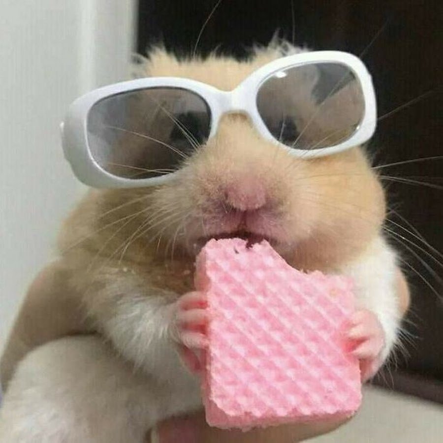 Хомяки это круто