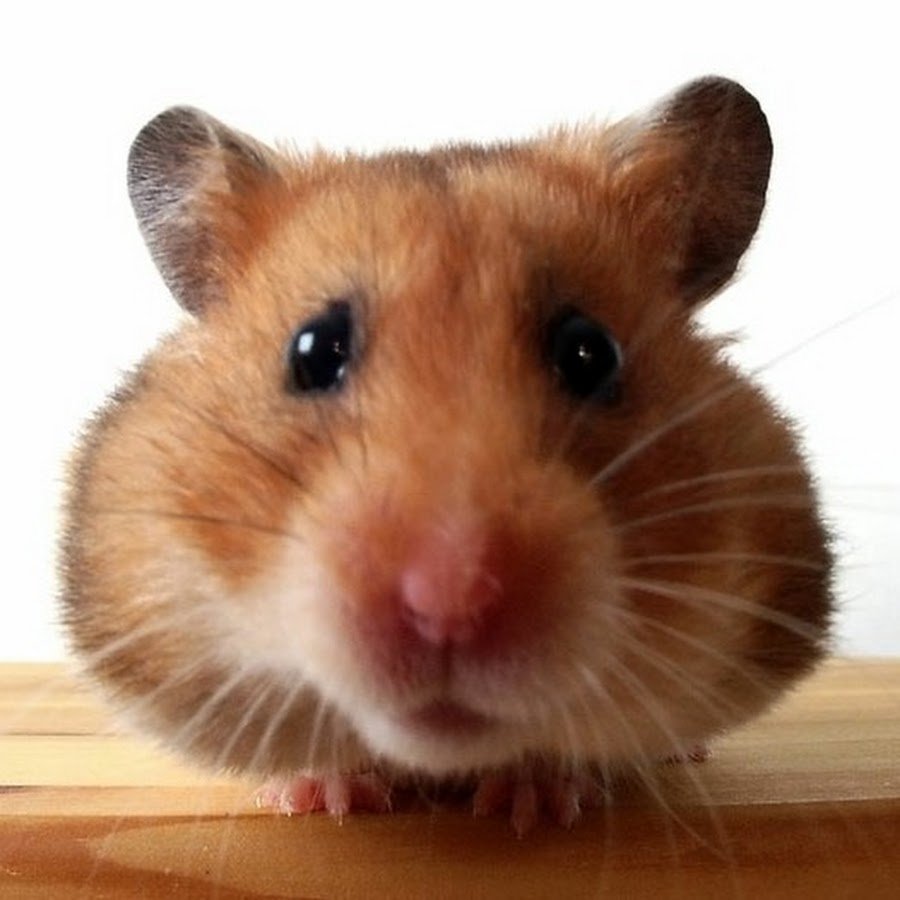 Хомяк смотрит