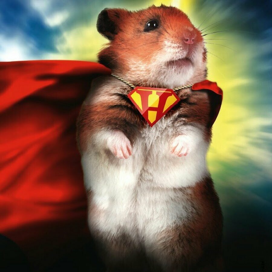 Хомяк на аву