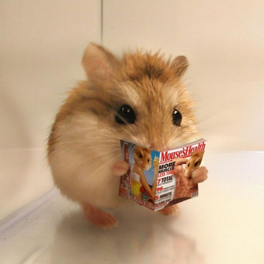 Спасибо за внимание хомяк