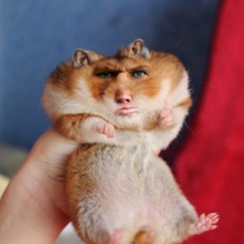 Упоротый хомяк