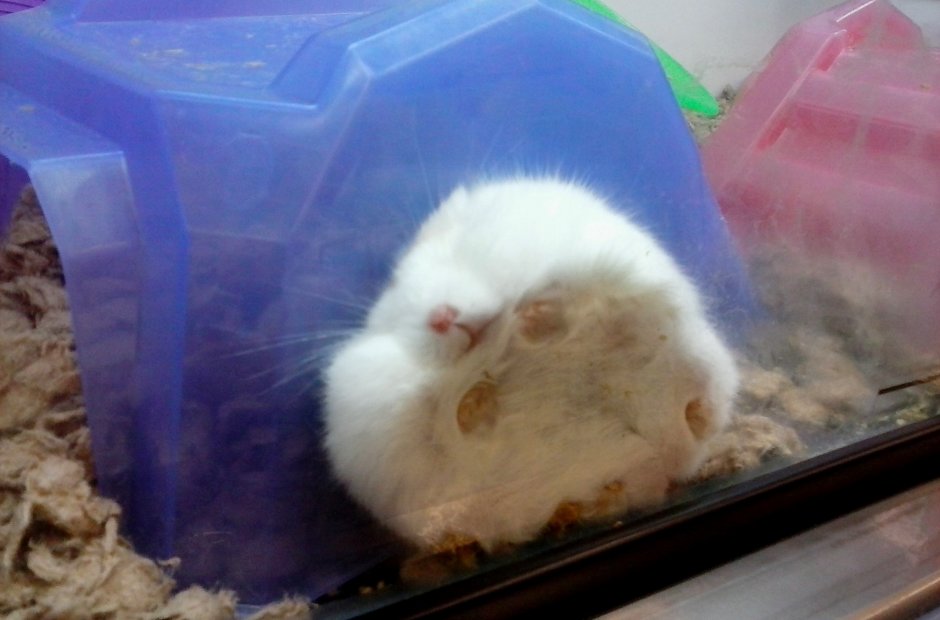 Жирный джунгарский хомяк