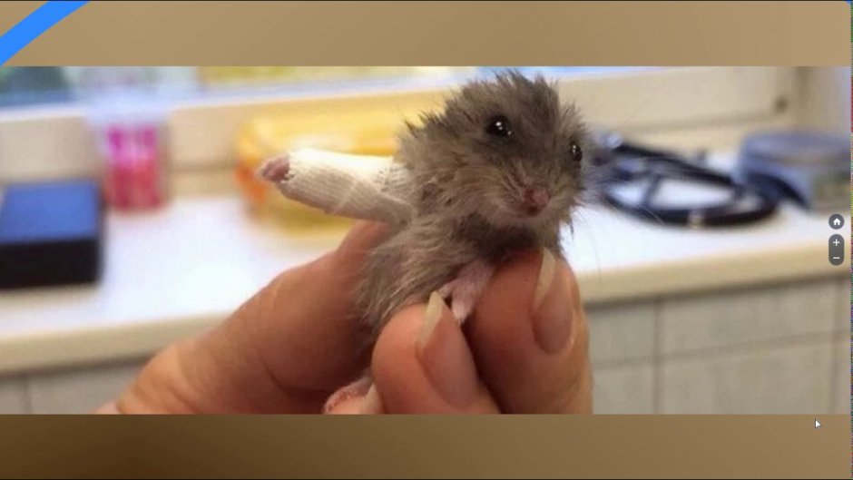 Лапки хомяка