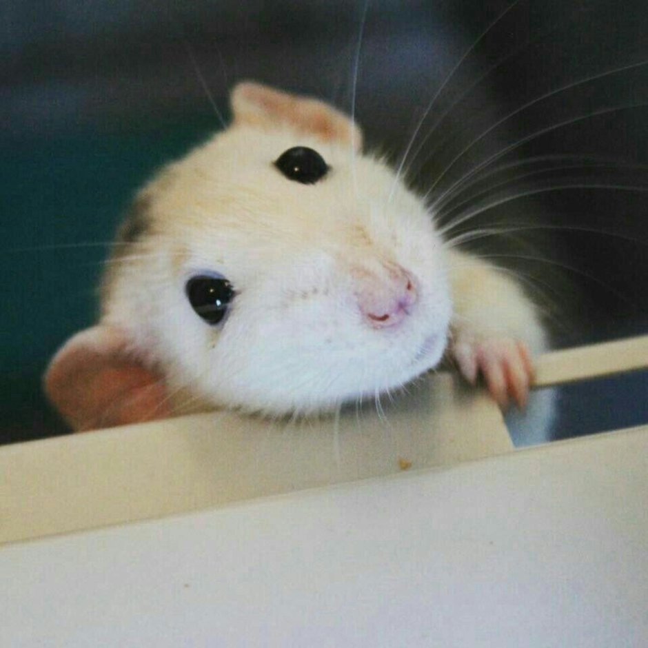 Грустный хомяк