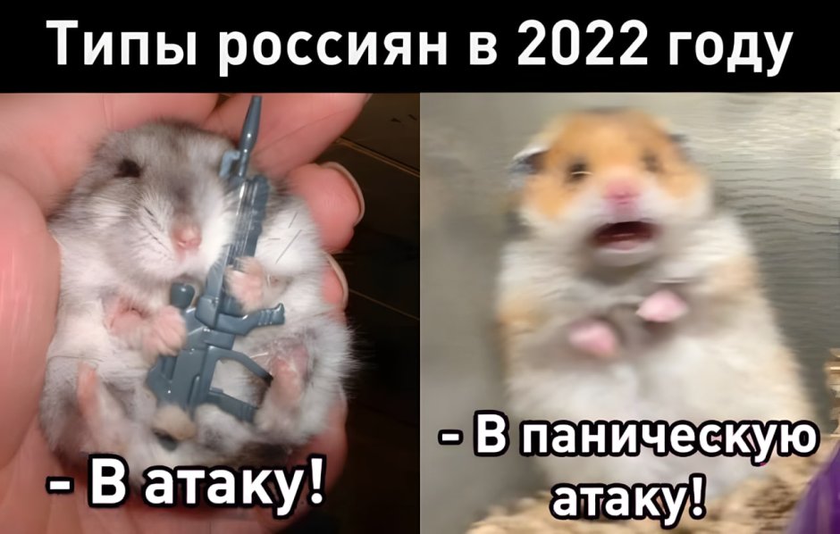 Хомяк атакует