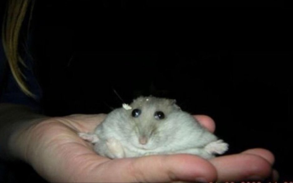 Скрещивание хомяков