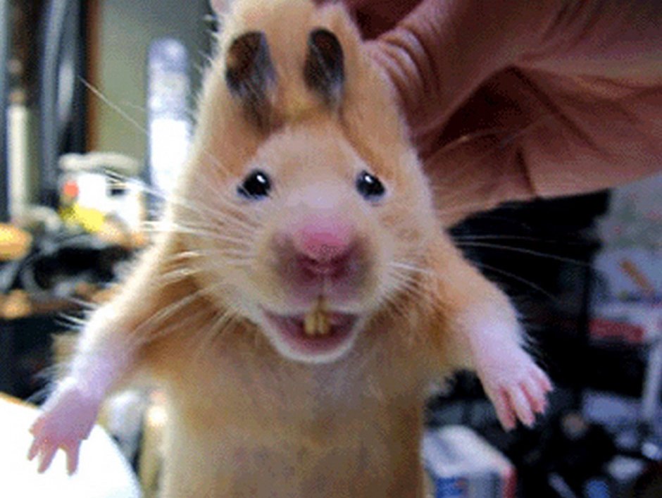 Хомяк селфи