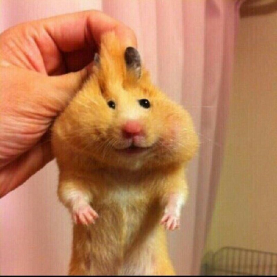 Хомяк показывает два пальца