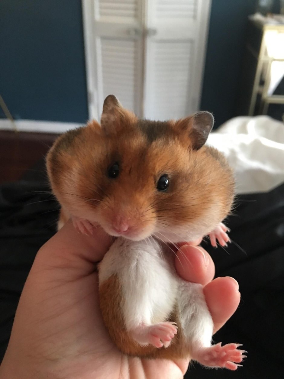 Сирийский карликовый хомяк