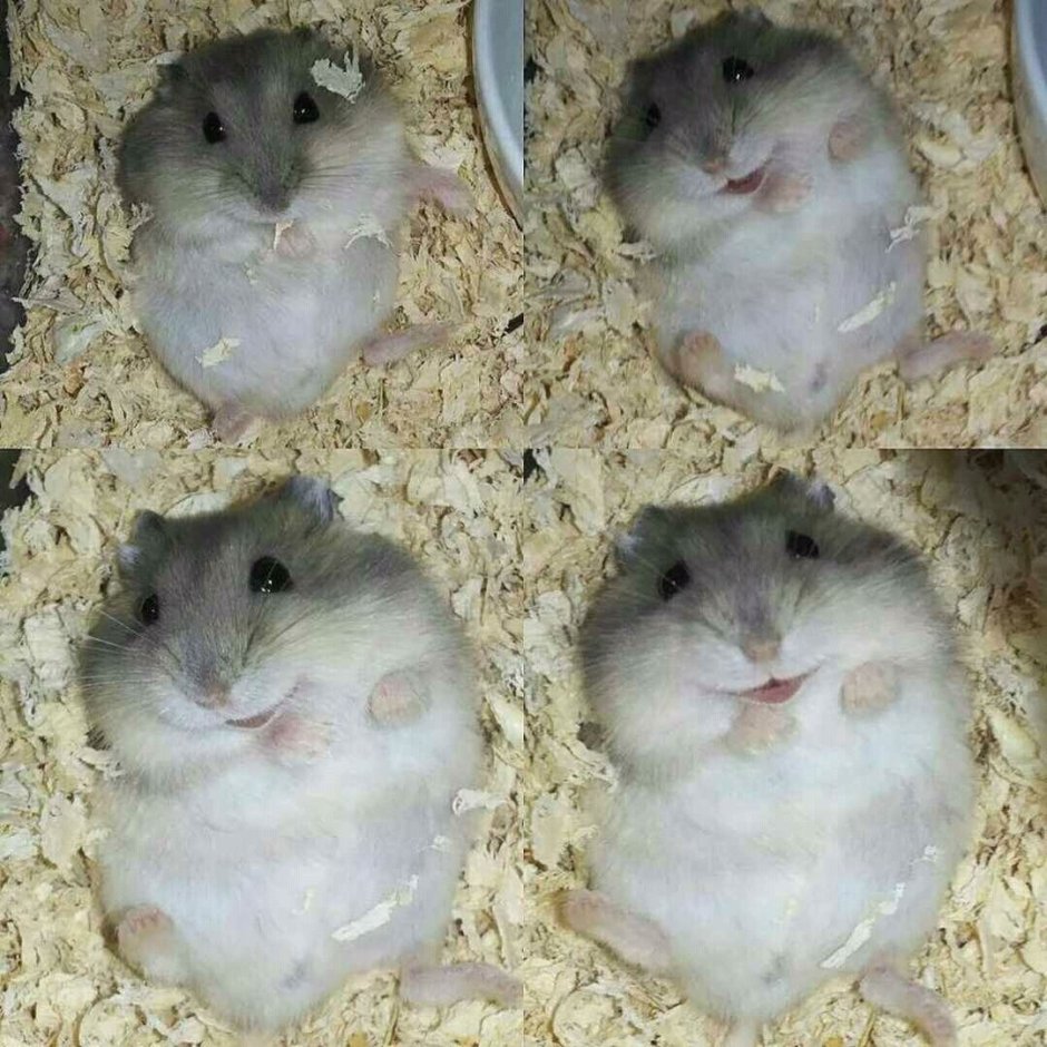 Хомяк джунгарский