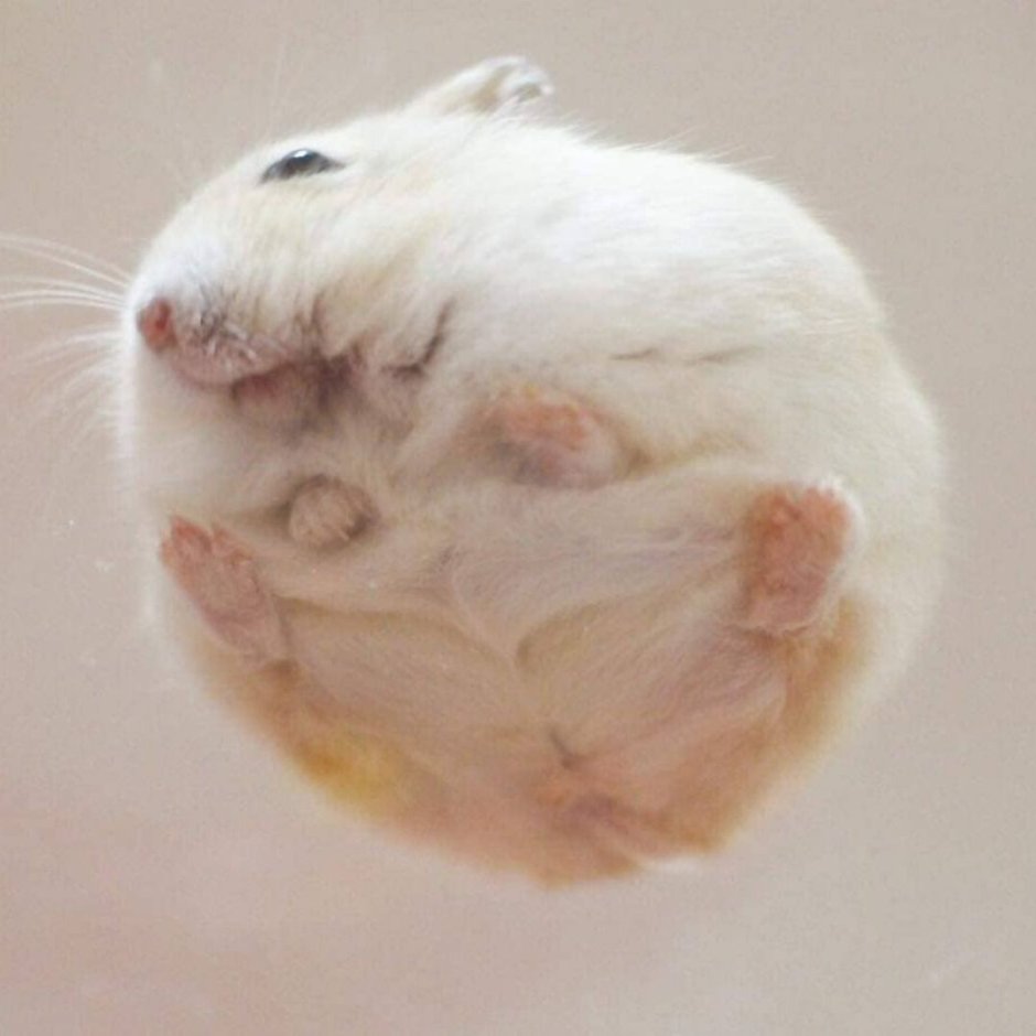 Круглый хомяк