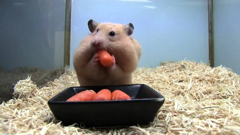 Хомяк защекан