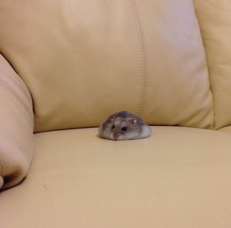 Плачущий хомяк