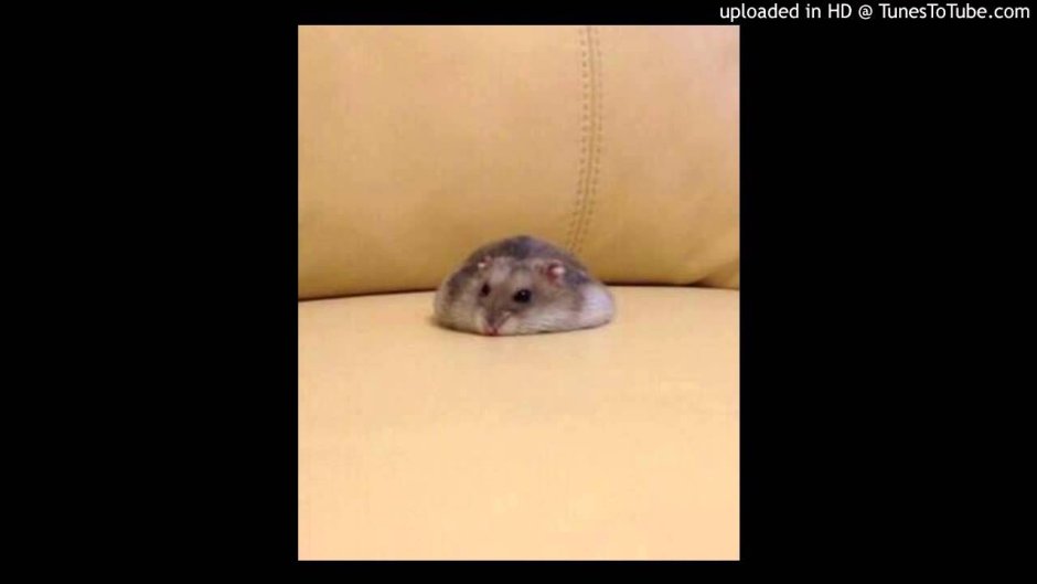 Плачущий хомяк
