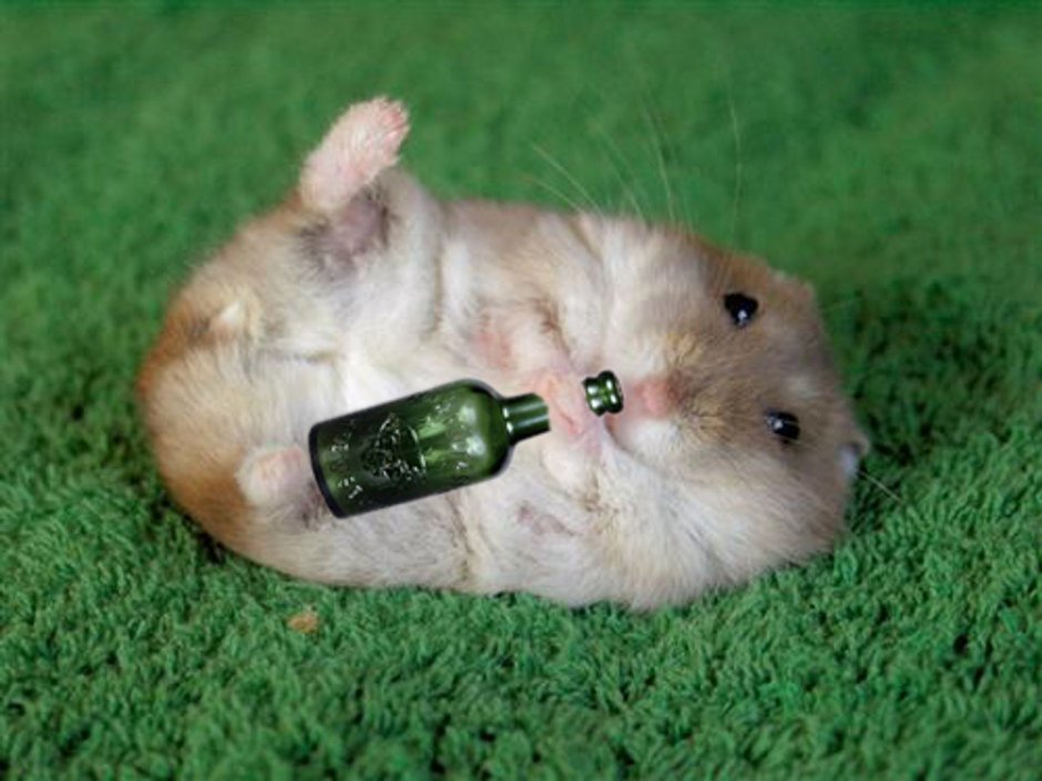 Бухой хомяк