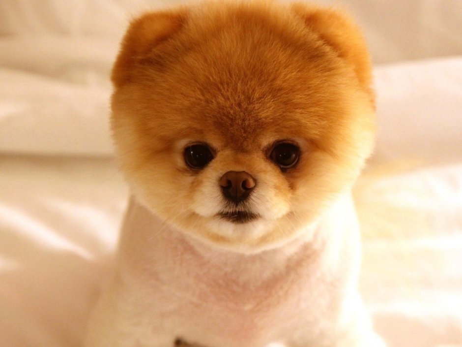 Самые милые и красивые небольшие собачки