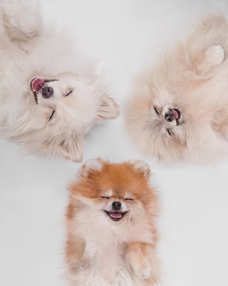 Белый шпиц короткая стрижка