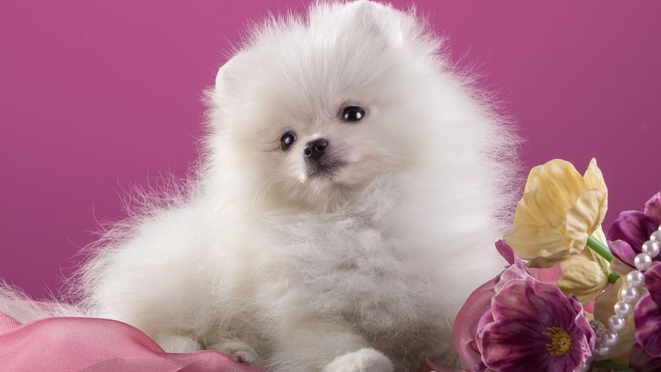 Померанский шпиц и Йорк