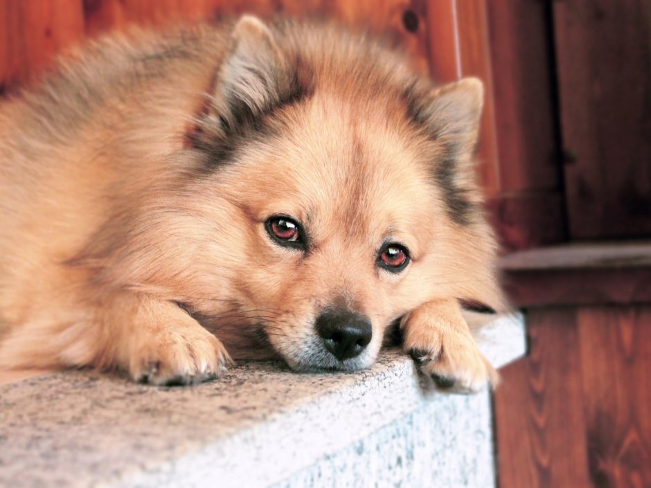 Обои со шпицами на стену