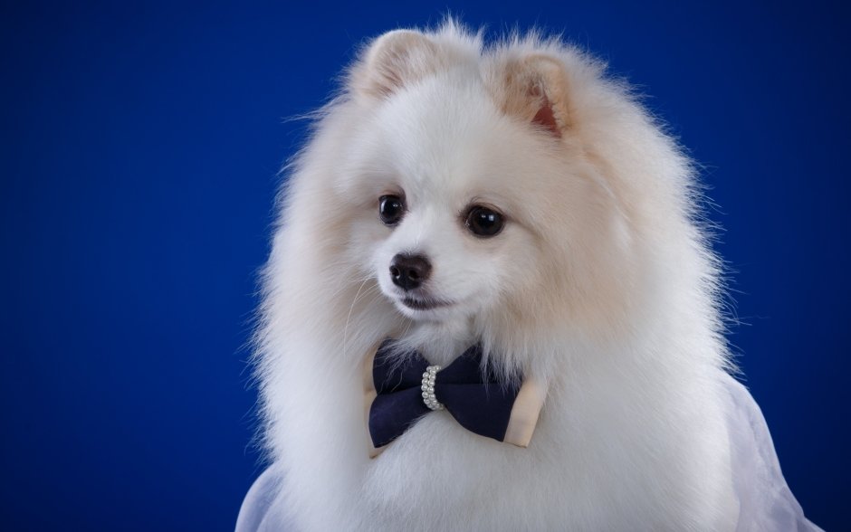 Носик шпица