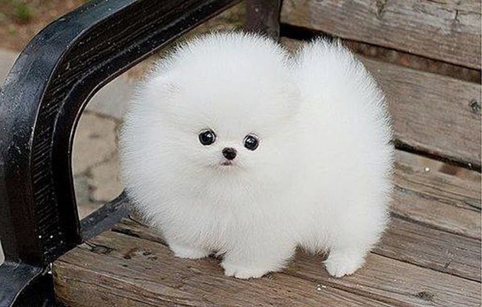 А. шпиц психология