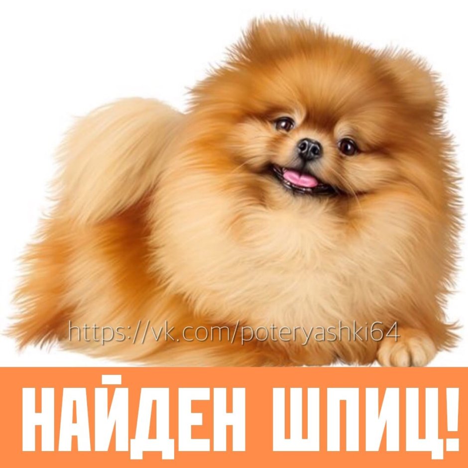 Австралийский шпиц