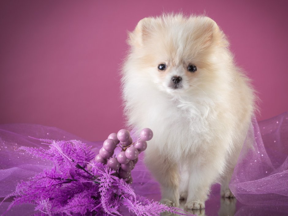 Животные с цветами