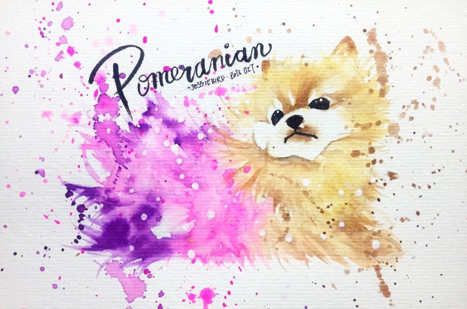 Шпиц померанский медвежьего