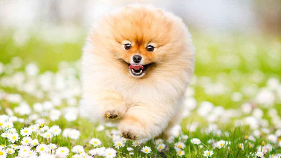 Шпиц карликовый белый