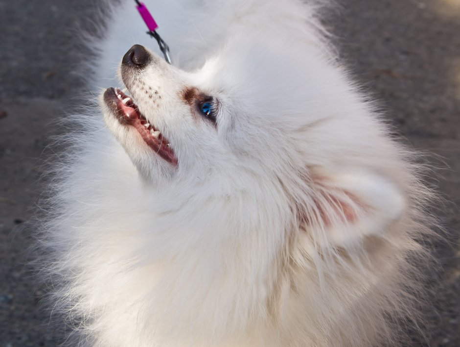 Скетчинг Йоркширский терьер