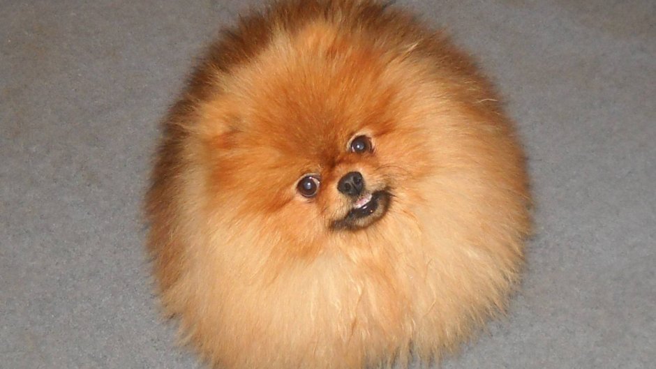 Шпиц Фантом