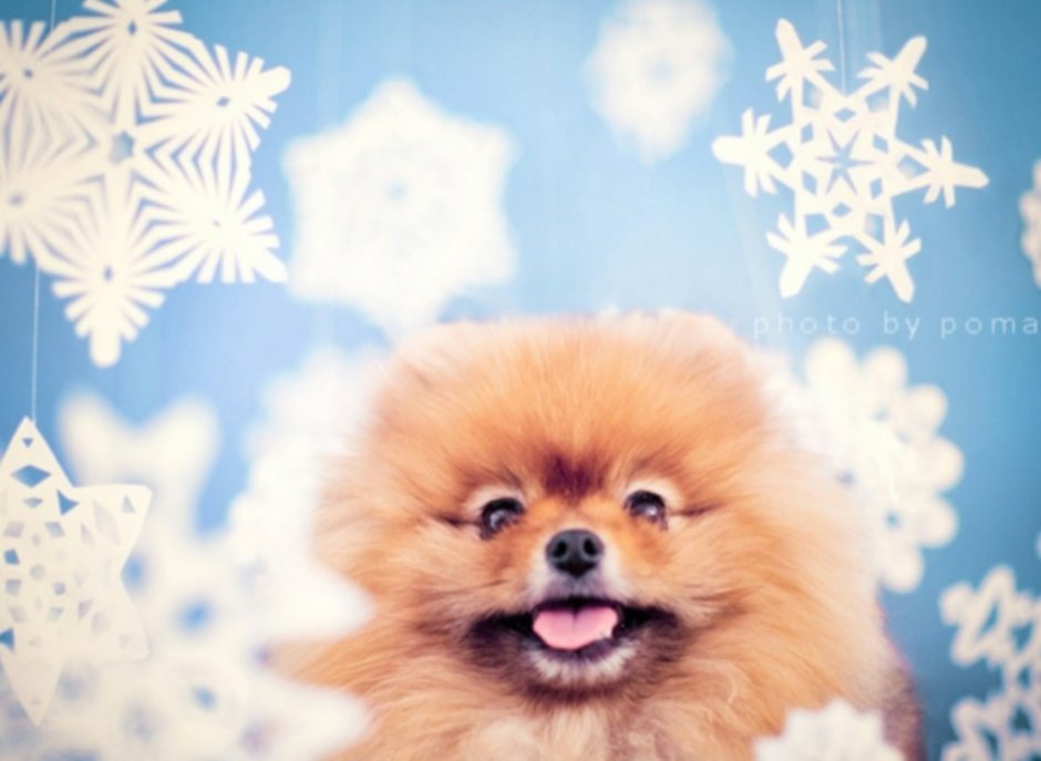 Собачий нос