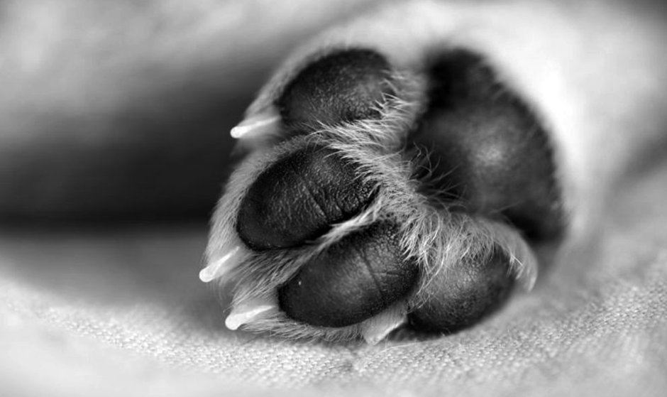 Померанский шпиц грустный