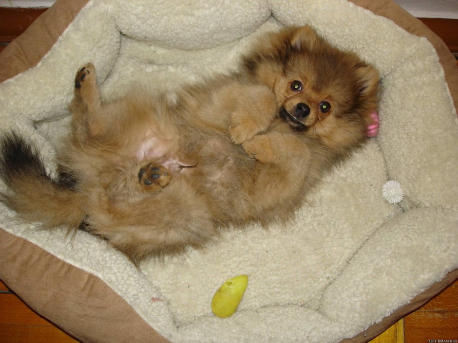 Померанский шпиц длинношерстный