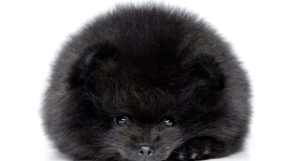 Померанский шпиц злится