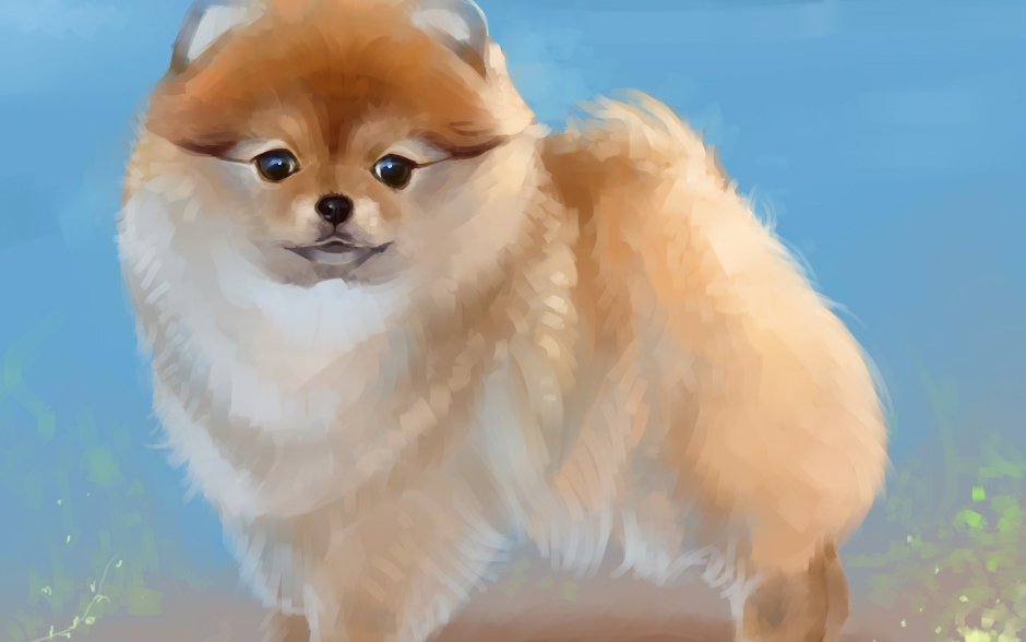 Померанский шпиц Teacup Dog